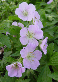 Geranium maculatum 'Chatto'